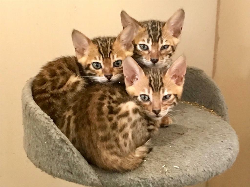 Beautiful Pedigree Bengal Kittens in Gunnislake, Cornwall Gumtree