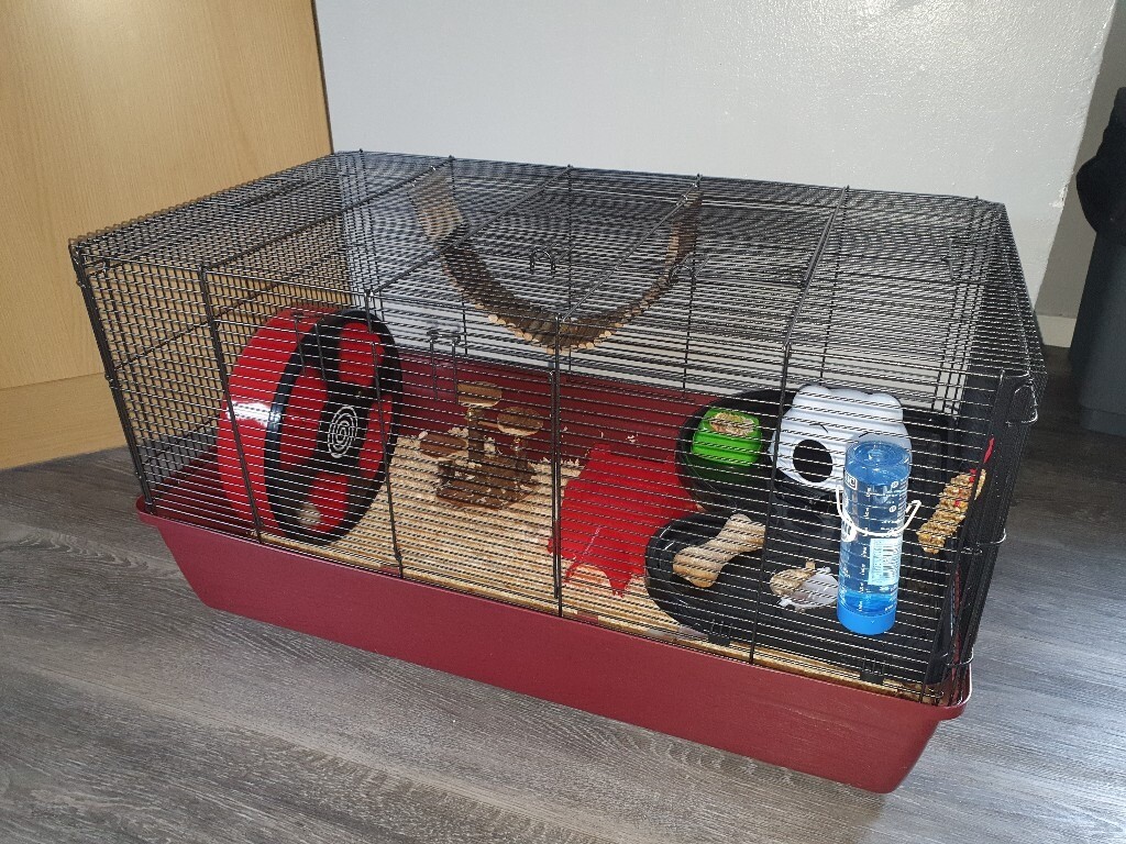 Extremely tame female syrian hamster and Alaska cage in Sandwell, West Midlands Gumtree