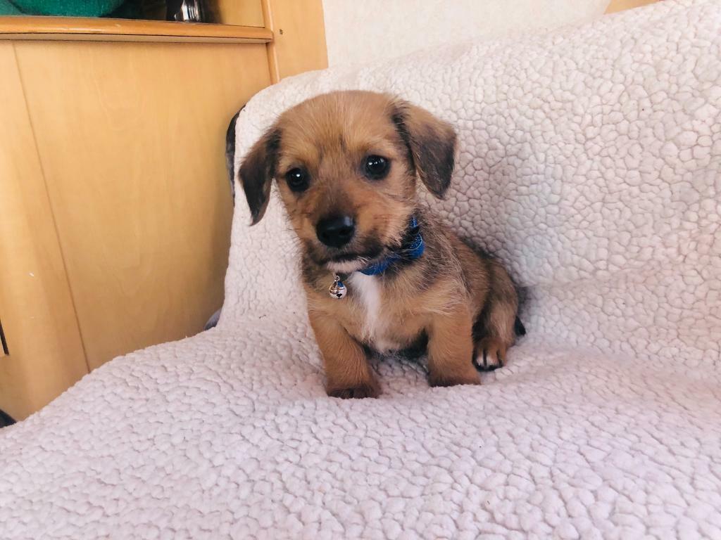 Dachshund cross Norfolk terrier in Market Harborough, Leicestershire