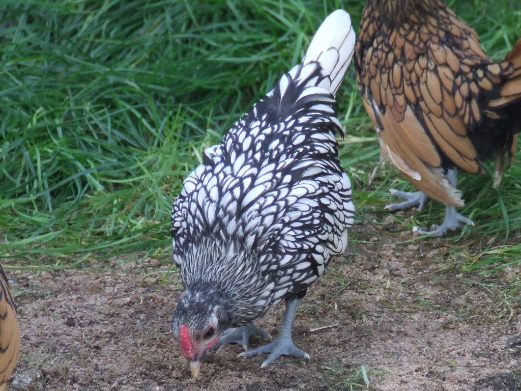 Silver Sebright Chicken (bantam) in Norwich, Norfolk Gumtree