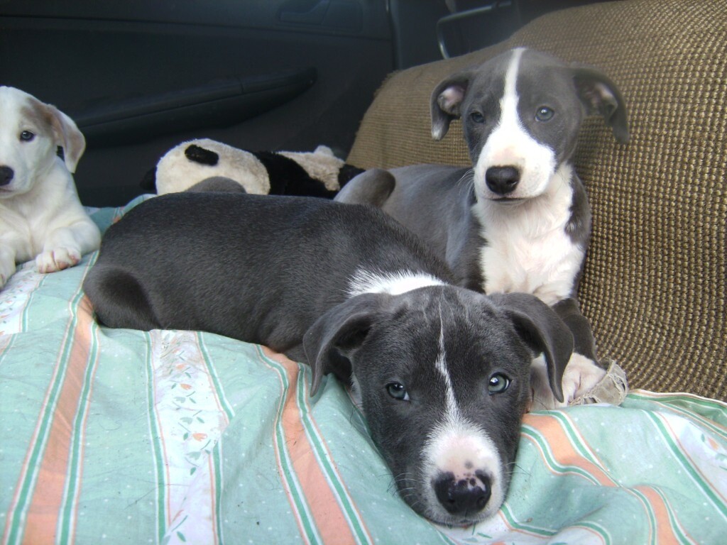 Whippet x lab, Whipadors in Boston, Lincolnshire Gumtree