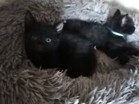 4 Male Black kittens for sale from 27/08/2022