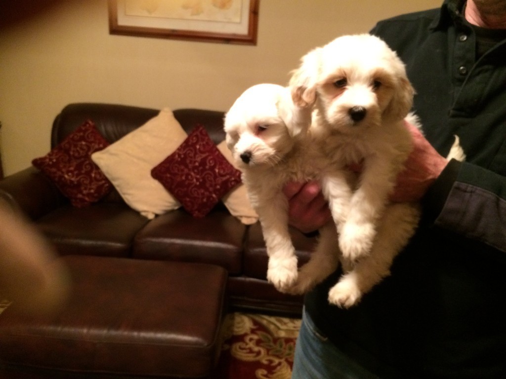 Tibetan Terrier Puppies for Sale in Neath Port Talbot Gumtree