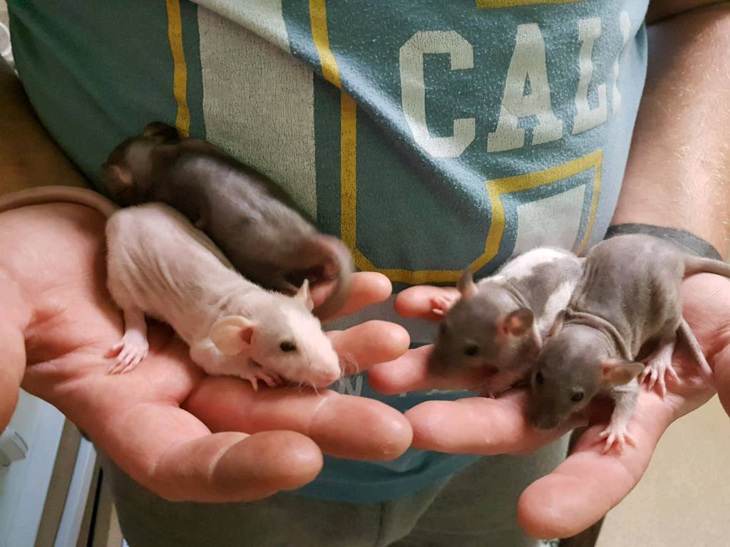 Rats dumbo rex double rex ready now in Worsbrough, South Yorkshire