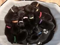 Adorable black Scottish terrier puppies 