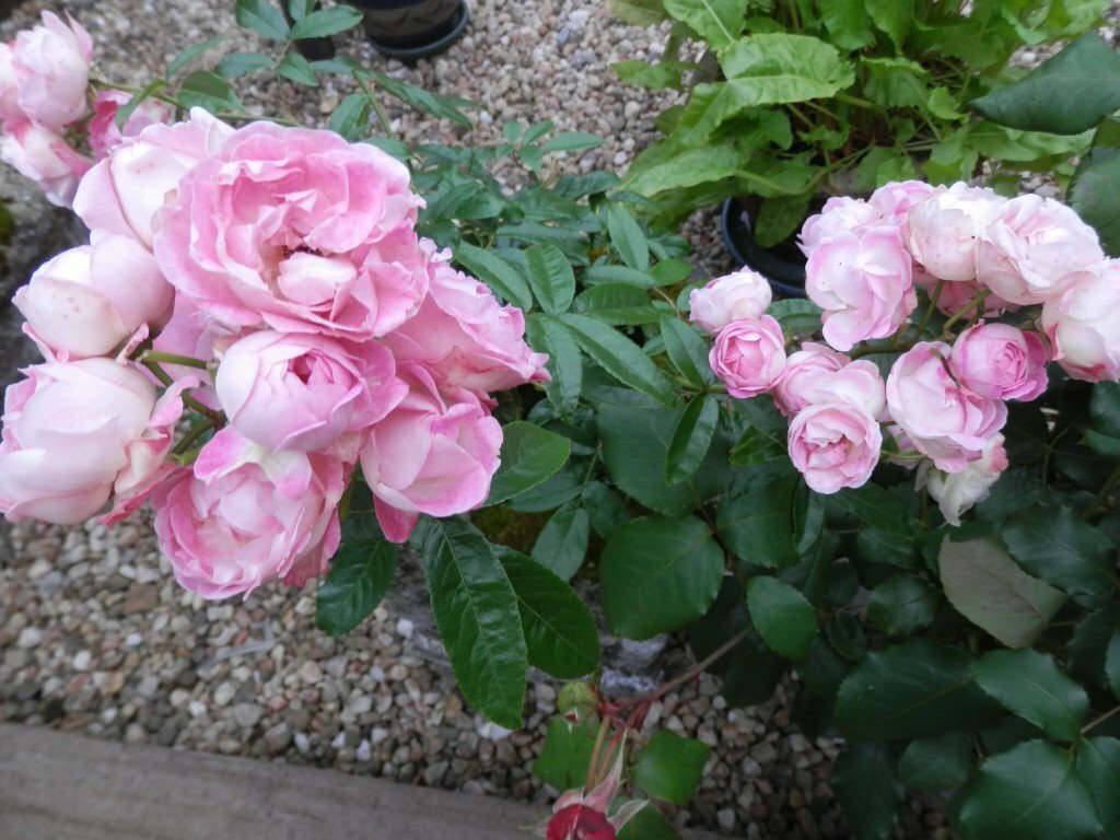 Mature Patio ROSE Bush in square STONE allwhether PLANTER, Pink Flower
