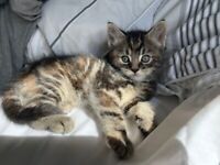 2 female mixed breed kittens for sale