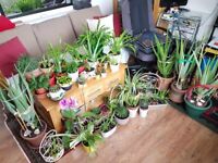 ORGANIC HEALTHY PLANTS, Aloe Vera, Spider, Succulent Cactus, Rosemary, Senecio Radicans string,