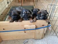 KC border terrier puppies for sale 