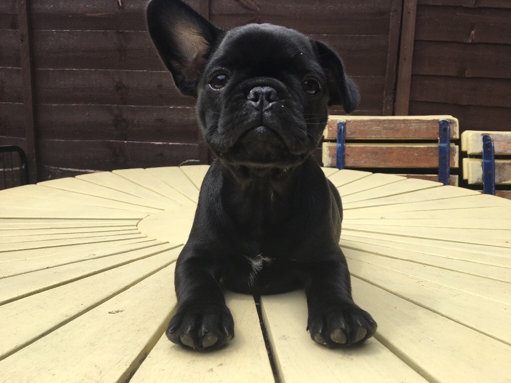 French Bulldog X Pug puppy in Colchester, Essex Gumtree