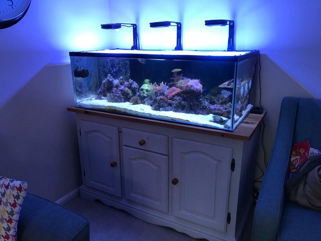 Marine fish tank aquarium and sump 300l in Cleeve