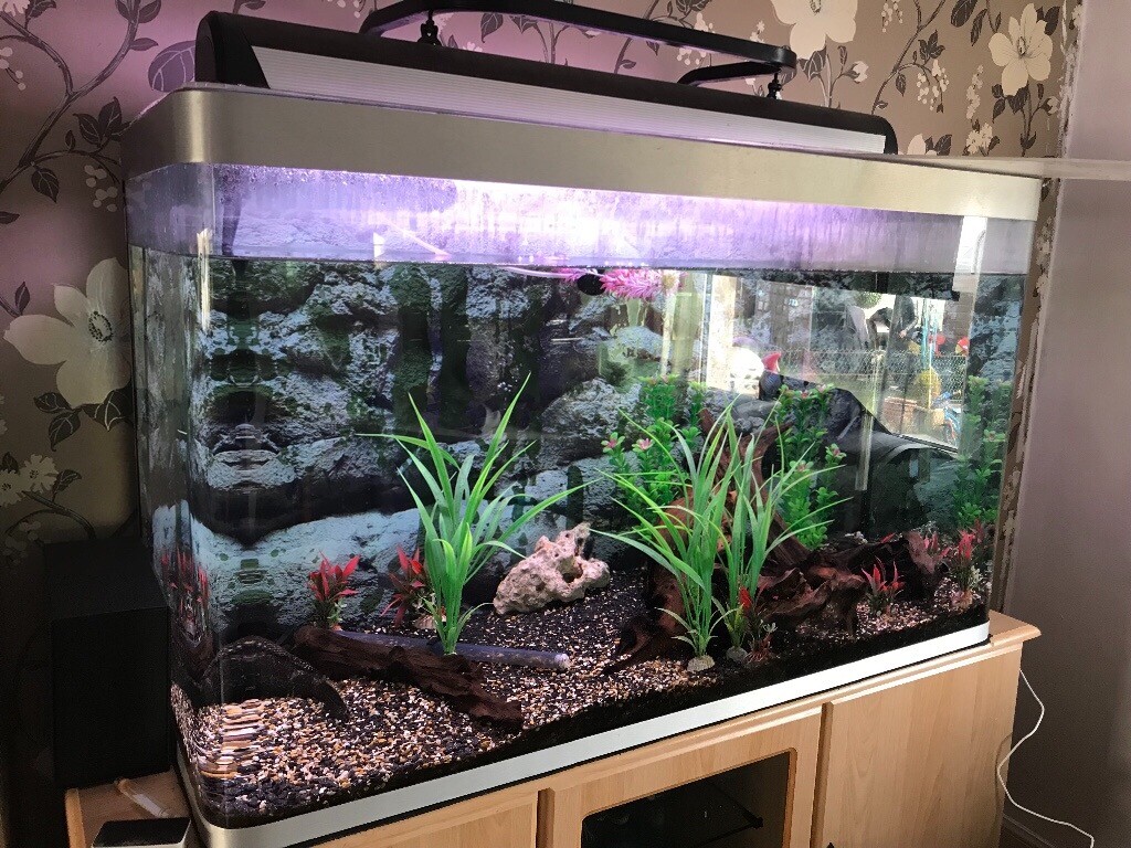Large fish tank with fish in Perth, Perth and Kinross