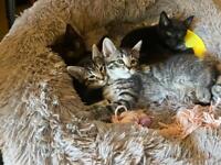 4 cute kittens mum is bengal Maine coon cross 150-350