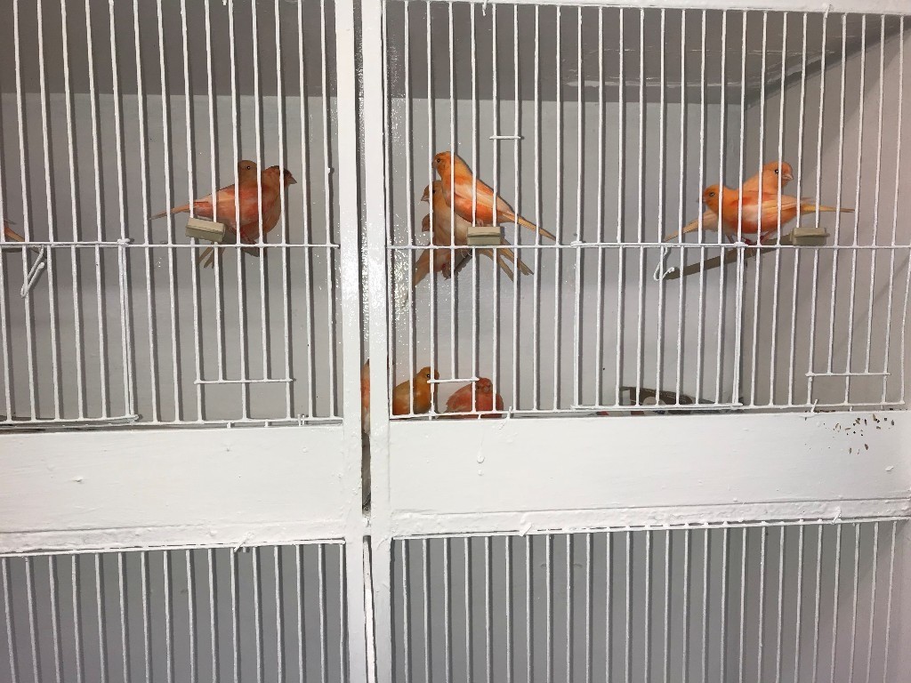 RED FACTOR CANARIES | in Bettws, Newport | Gumtree