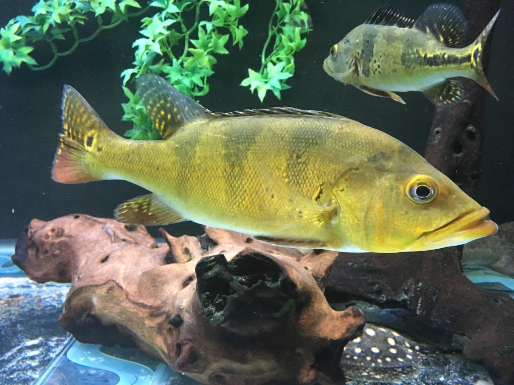 Peacock bass for sale in Chatham, Kent Gumtree