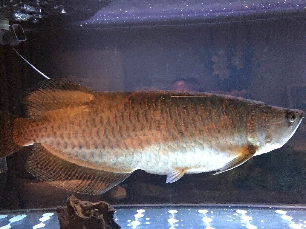  Jardini arowana  chunky 21  or swap for fish in Hayling 