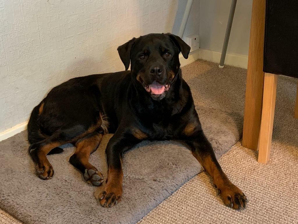 6yr old Rottweiler in need of good home | in Buckley ...