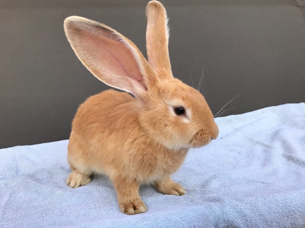 Continental giant rabbits, 3 months old available now in Torquay