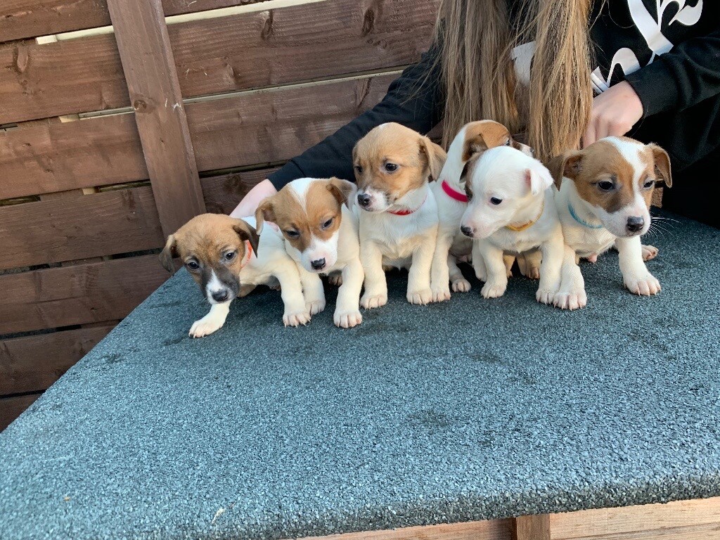 Miniature Short Legged Jack Russells Puppies READY THIS WEEK in