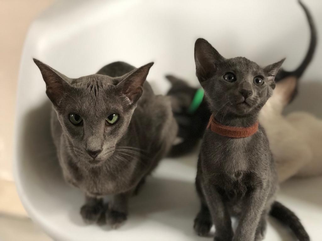  Blue  Oriental  Kittens  in Salford Manchester Gumtree