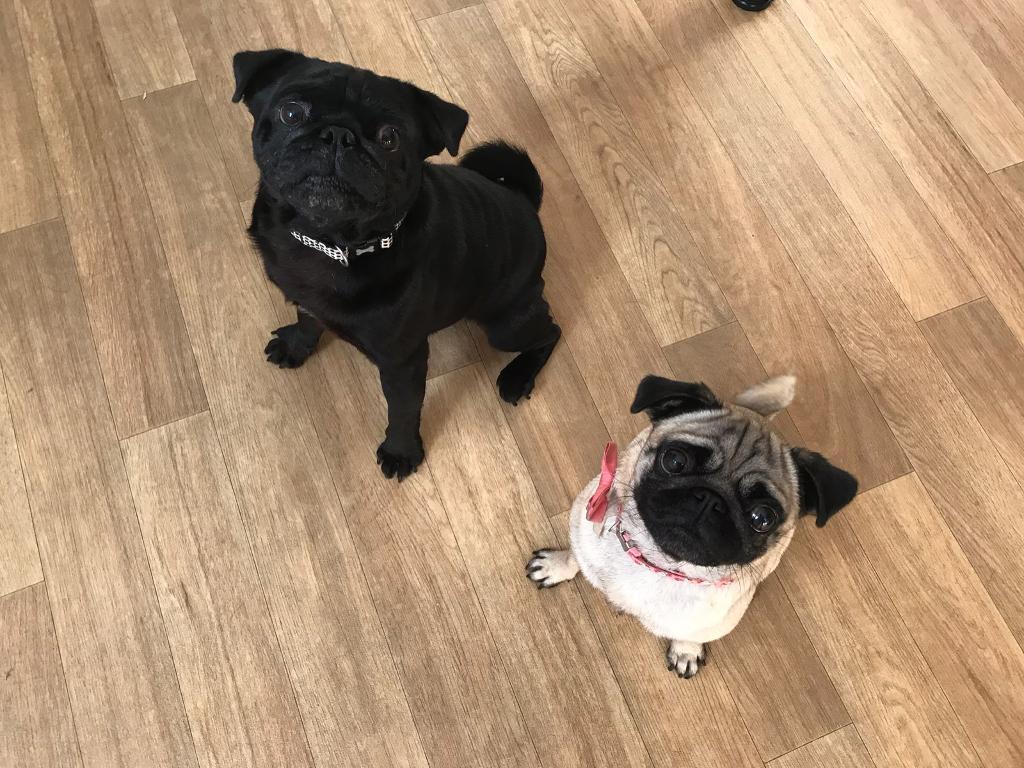Male and female pugs for sale. in Eastleigh, Hampshire Gumtree