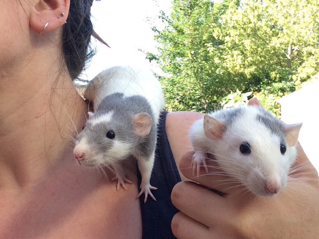 4 dumbo rat females, mothers & daughters gentle & tame in