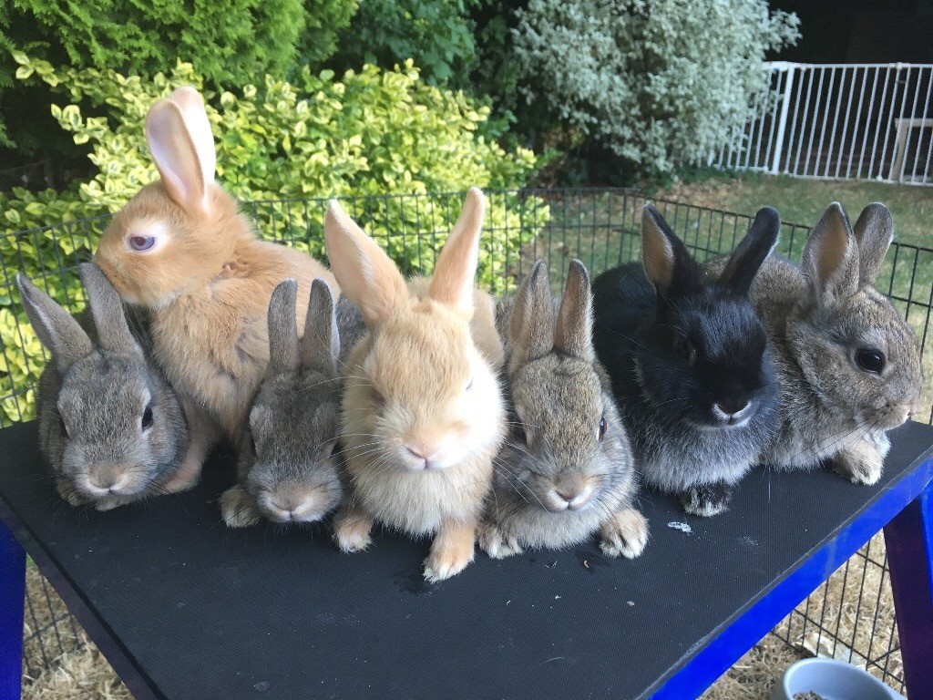 Baby Netherland Dwarf rabbits in Andover, Hampshire Gumtree