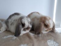 Pure Breed Mini Lop Baby Rabbits For Sale - Females