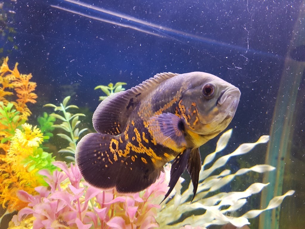 Oscar Albino 5 Cm