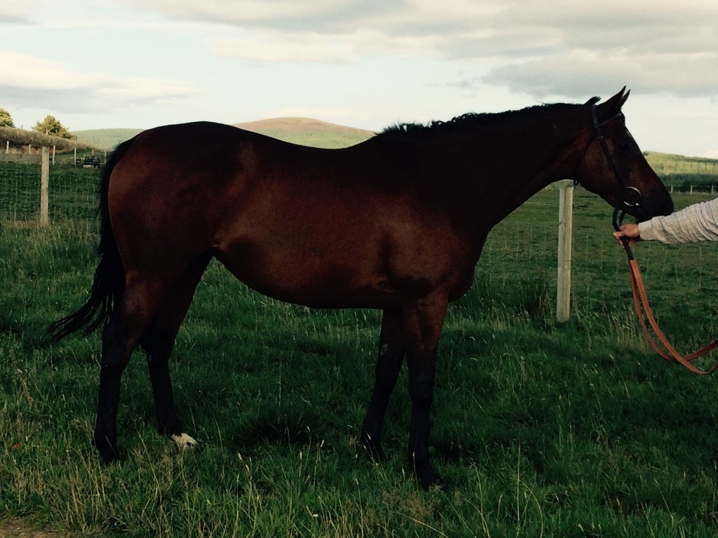 Horse for sale in Aberlour, Moray Gumtree