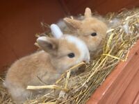 Mini lop rabbits for sale £50 each ready to leave 13th December 