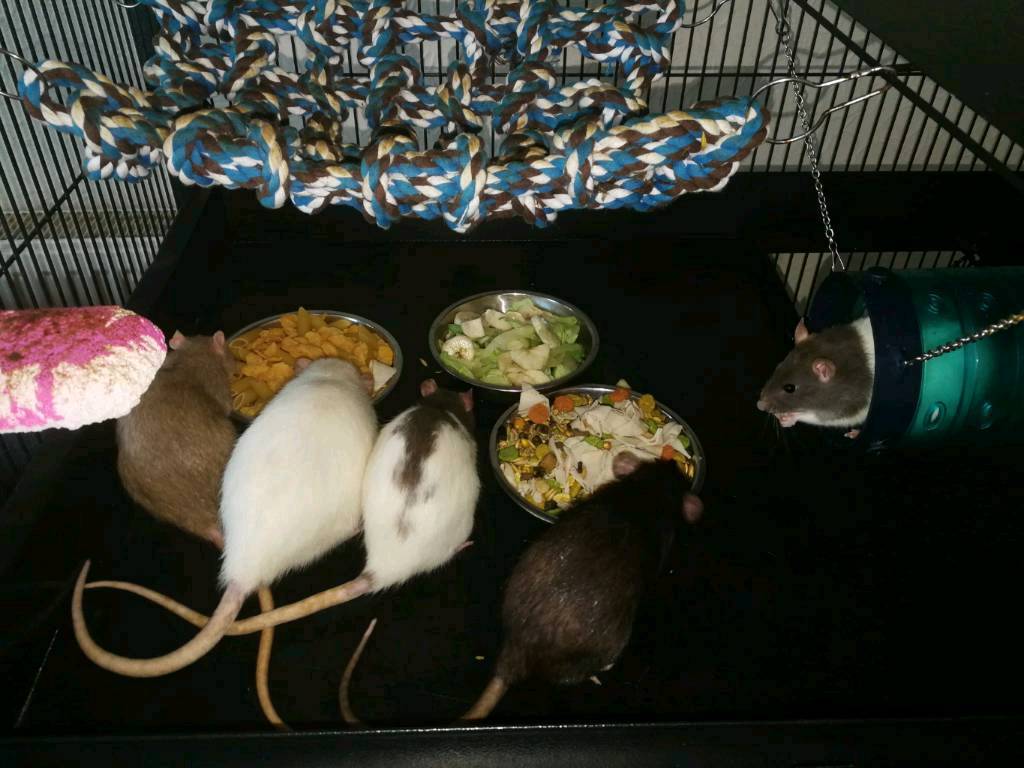 Beautiful rats for sale in Mossley, Manchester Gumtree