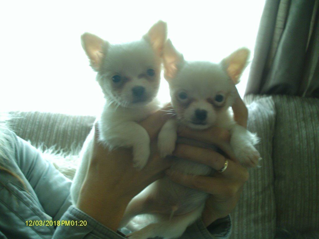Chihuahua Puppies 2 Left Now From 6 Longhaired Cute And Playfull Be Quick Ring Or Text Plz In Bridgend Gumtree