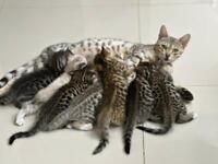 Bengal mix Kittens 