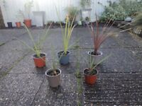 Five outdoor cordyline plants. £3 & £2 each.