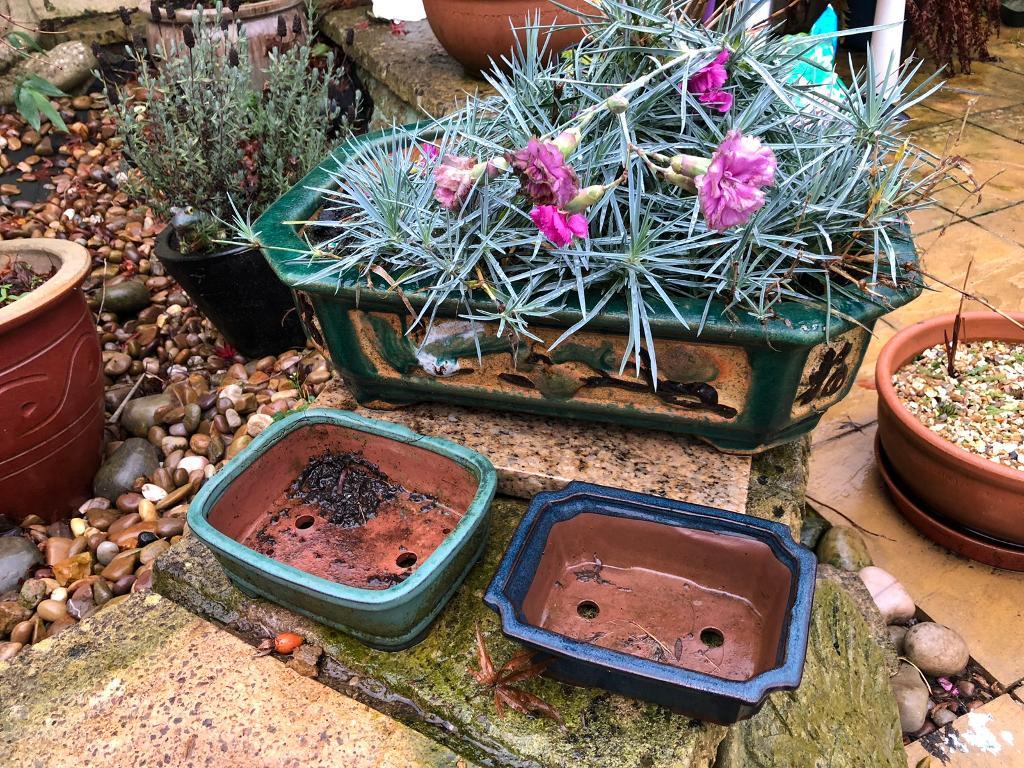 1 x large 2 x small  bonsai  type pots  in Paignton Devon 