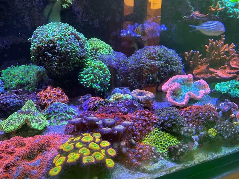 Sps Coral for sale in UK 22 secondhand Sps Corals