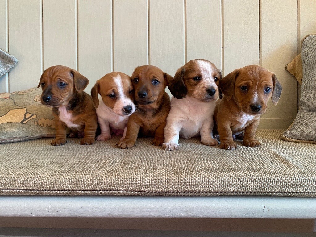 Jackshund Puppies (Jack Russell x Dachshund) in Dromara, County Down
