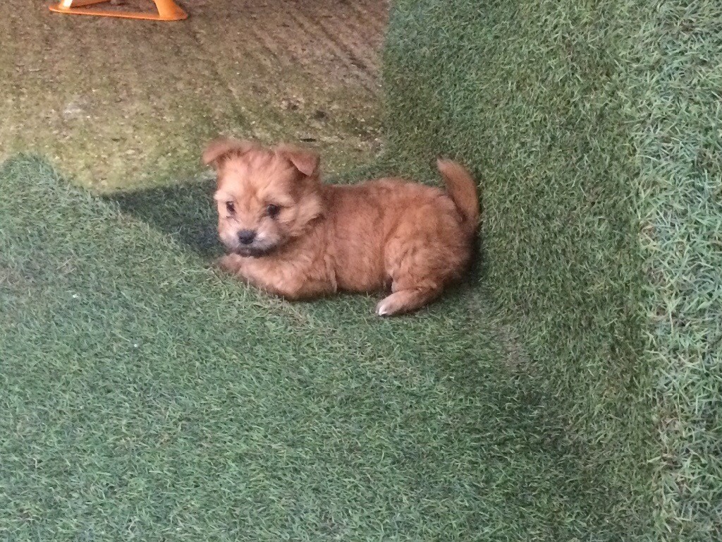 Puppy for sale Norfolk terrier cross Chihuahua in Norwich, Norfolk