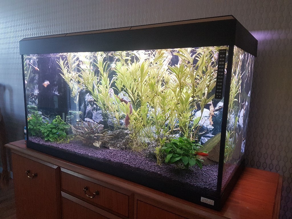 Fish tank 200l in Scone, Perth and Kinross Gumtree