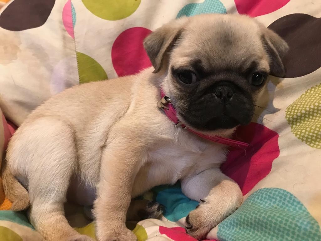 Pug puppy ready for new home in Norwich, Norfolk Gumtree