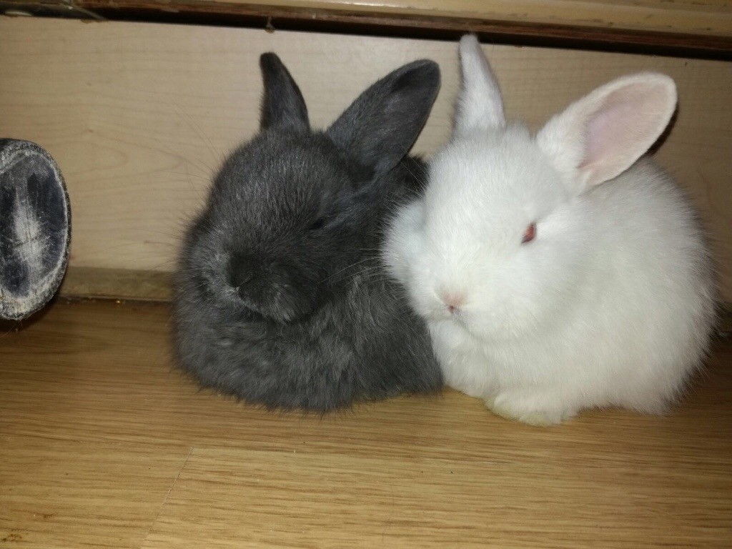 Cute baby rabbits for sale in Wandsworth, London Gumtree