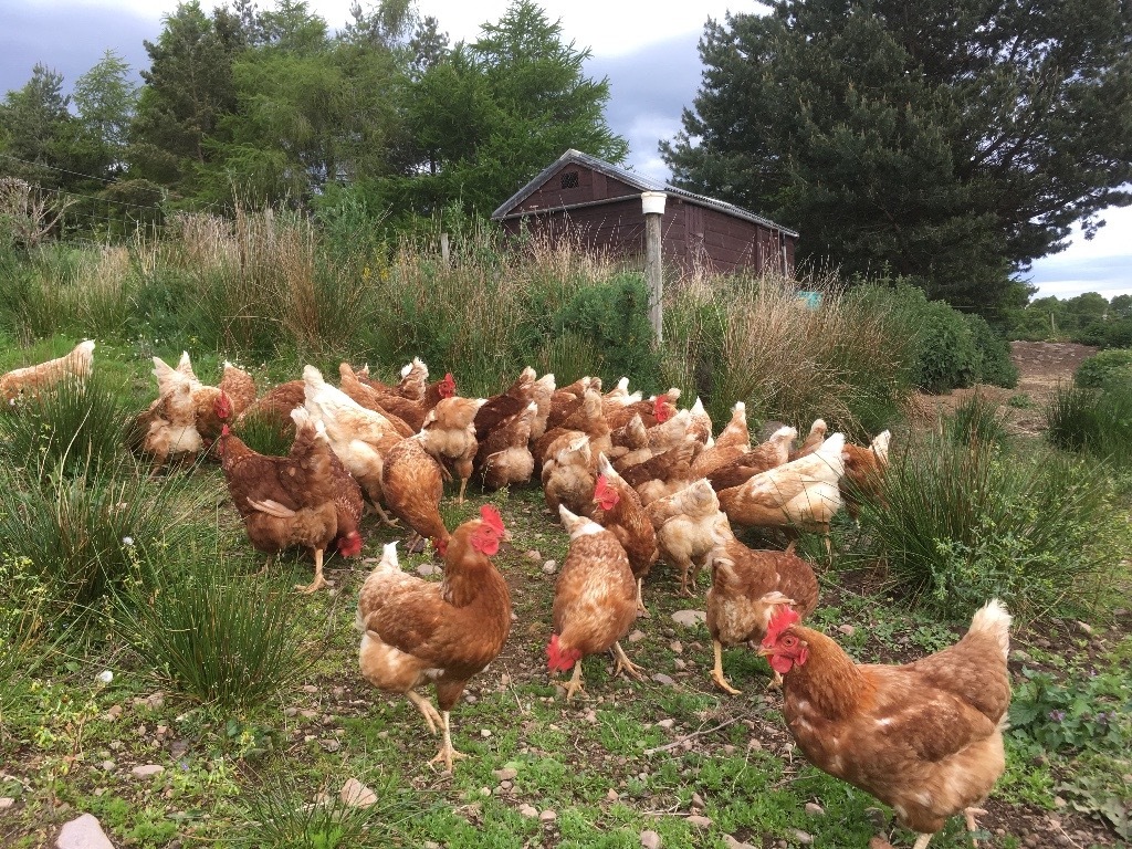 Hens for sale. in Nairn, Highland Gumtree