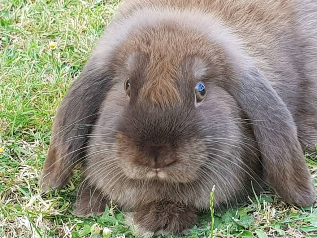 Female chocolate brown dwarf lop bunny in Croydon, London Gumtree