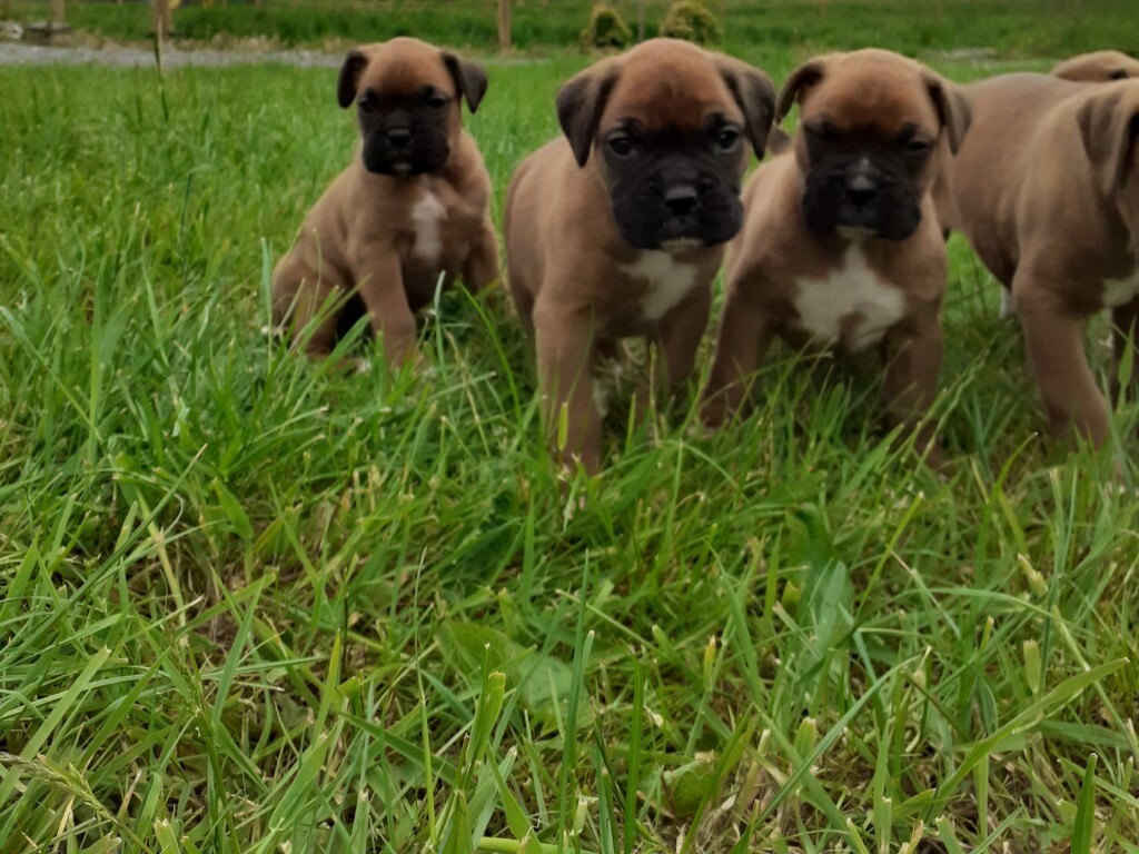 Boxer puppies in Newtownbutler, County Fermanagh Gumtree