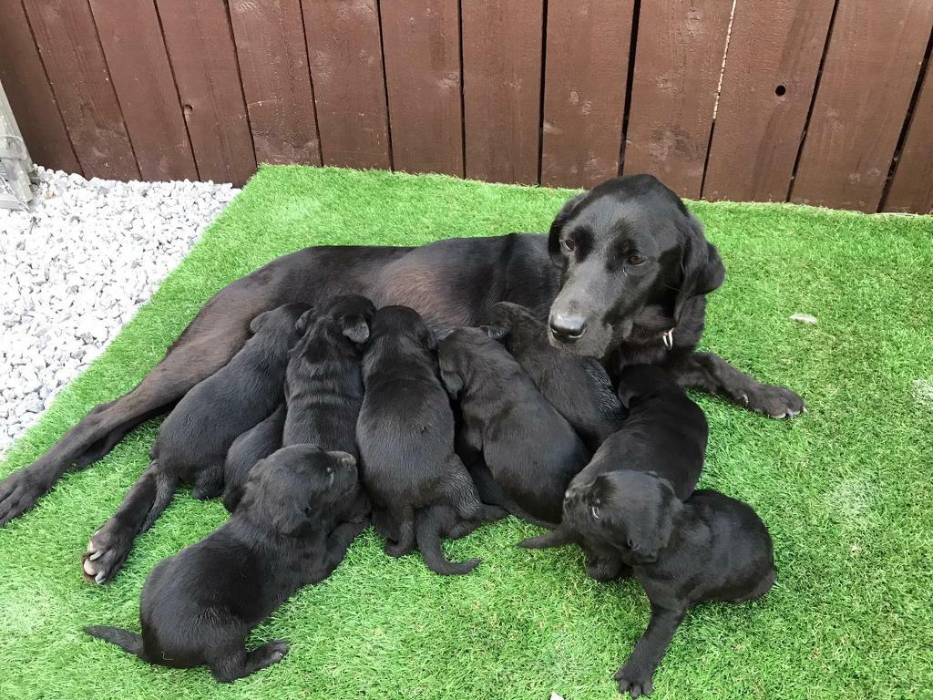 Labrador Puppies For Sale In Darlington County Durham Gumtree