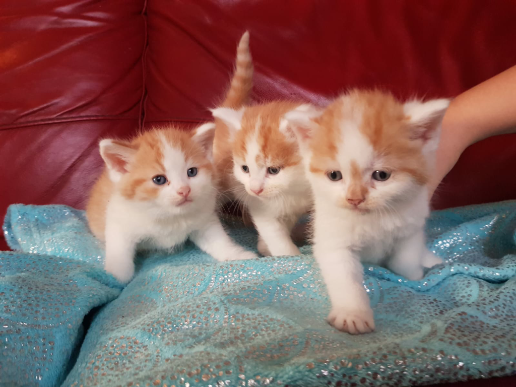 super fluffy ginger and white kittens in Exeter, Devon Gumtree