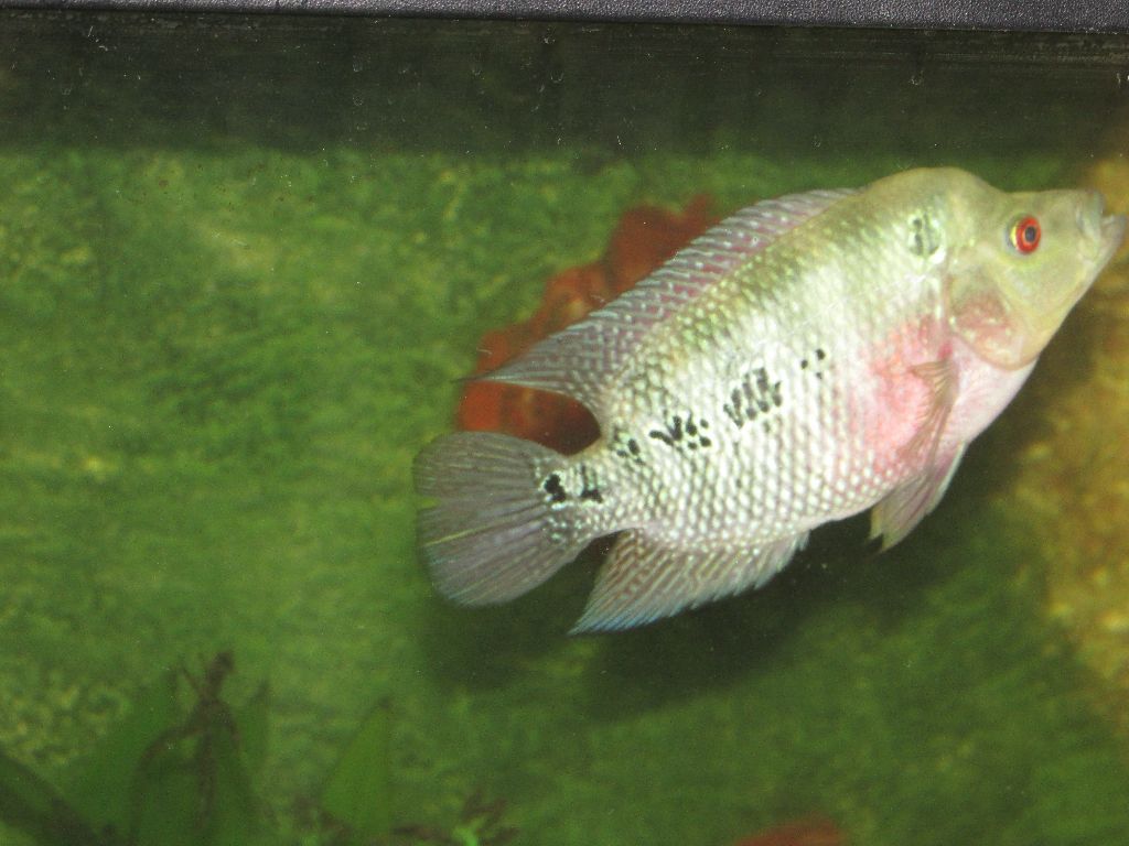 Very rare Trimac cichlid for sale.Stunning colours. | in Bodmin
