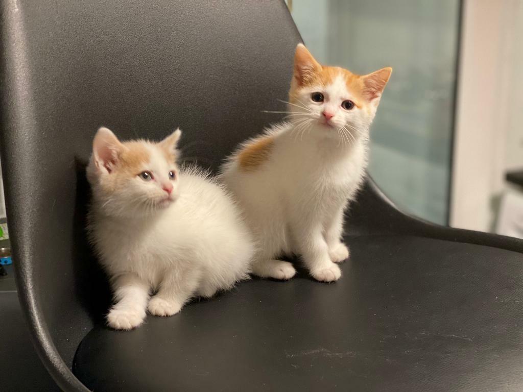 3x Ginger Bengal mix kittens for sale . | in Leytonstone, London | Gumtree