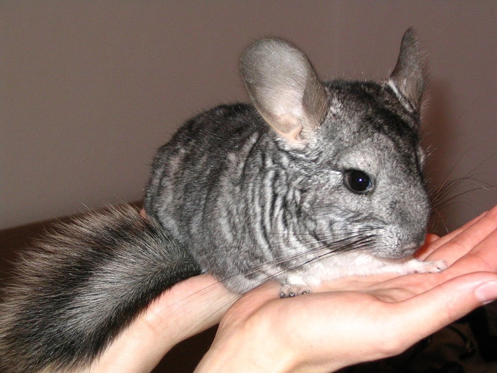 Established pair of Chinchillas with 2 large cages and all accessories